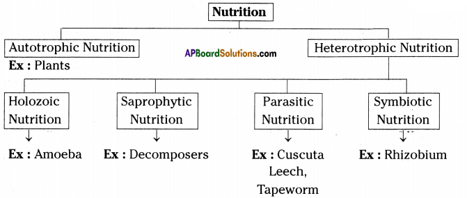AP SSC 10th Class Biology Important Questions Chapter 1 Nutrition 12