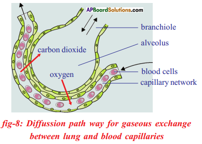 AP SSC 10th Class Biology Important Questions Chapter 2 Respiration 23