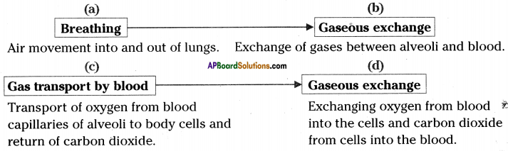 AP SSC 10th Class Biology Solutions Chapter 2 Respiration - The Energy Releasing System 14