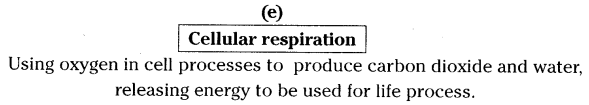 AP SSC 10th Class Biology Solutions Chapter 2 Respiration - The Energy Releasing System 15