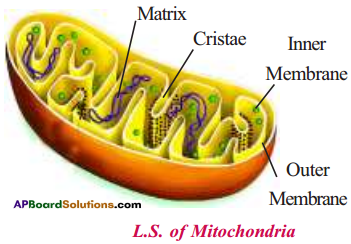 AP Board 9th Class Biology Important Questions Chapter 1 Cell its Structure and Functions Important Questions 3