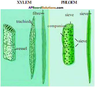 AP Board 9th Class Biology Important Questions Chapter 2 Plant Tissues 13