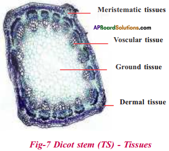 AP Board 9th Class Biology Solutions Chapter 2 Plant Tissues 8
