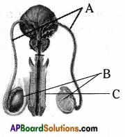 AP 8th Class Biology Important Questions Chapter 4 Reproduction in Animals  – AP Board Solutions