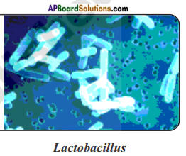 AP Board 8th Class Biology Solutions Chapter 3 Story of Microorganisms I 2