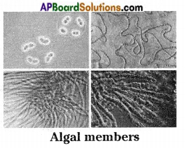 AP Board 8th Class Biology Solutions Chapter 3 Story of Microorganisms I 7
