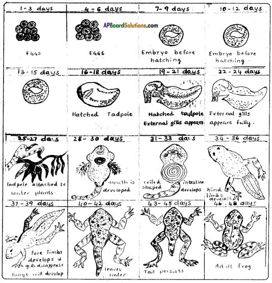AP Board 8th Class Biology Solutions Chapter 4 Reproduction in Animals 16