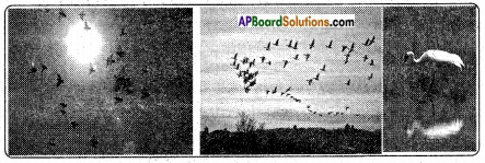 AP Board 8th Class Biology Solutions Chapter 6 Biodiversity and its Conservation 11