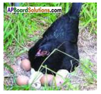 AP Board 8th Class Biology Solutions Chapter 9 Production and Management of  Food From Animals – AP Board Solutions
