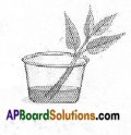 AP Board 6th Class Science Solutions Chapter 2 Knowing About Plants 9