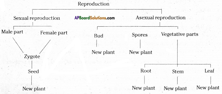 AP Board 7th Class Science Important Questions Chapter 12 Reproduction in Plants 18