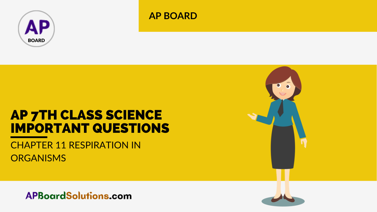 AP 7th Class Science Important Questions Chapter 11 Respiration in Organisms