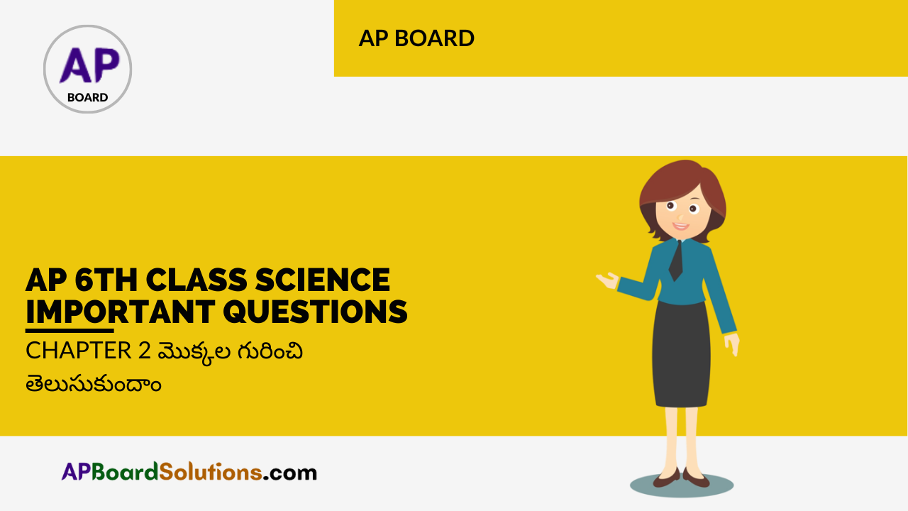 AP 6th Class Science Important Questions Chapter 2 మొక్కల గురించి తెలుసుకుందాం
