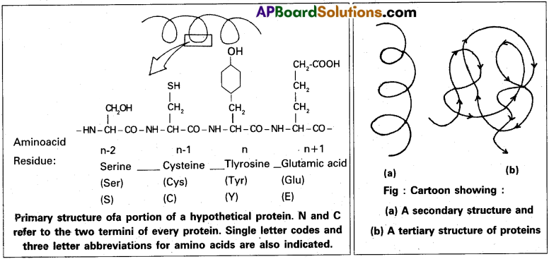 AP Inter 1st Year Botany Study Material Chapter 10 Biomolecules 1