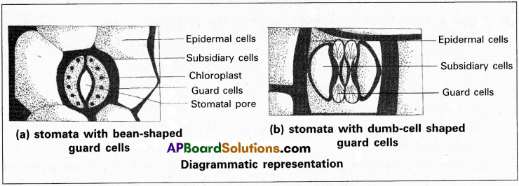 AP Inter 1st Year Botany Study Material Chapter 12 Histology and Anatomy of Flowering Plants 1