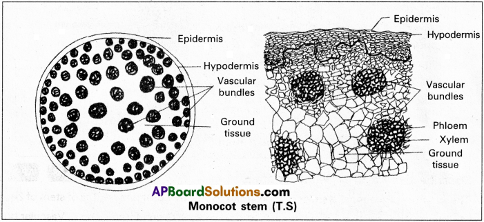AP Inter 1st Year Botany Study Material Chapter 12 Histology and Anatomy of Flowering Plants 10