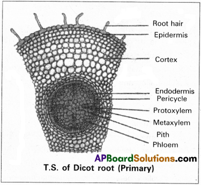 AP Inter 1st Year Botany Study Material Chapter 12 Histology and Anatomy of Flowering Plants 11