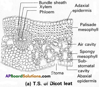 AP Inter 1st Year Botany Study Material Chapter 12 Histology and Anatomy of Flowering Plants 2