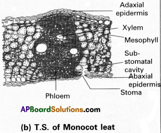AP Inter 1st Year Botany Study Material Chapter 12 Histology and Anatomy of Flowering Plants 3