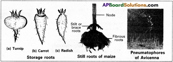 AP Inter 1st Year Botany Study Material Chapter 5 Morphology of Flowering Plants 11