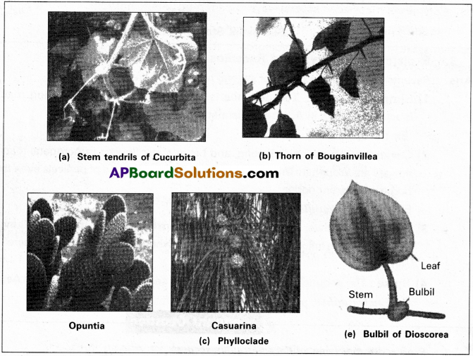 AP Inter 1st Year Botany Study Material Chapter 5 Morphology of Flowering Plants 15