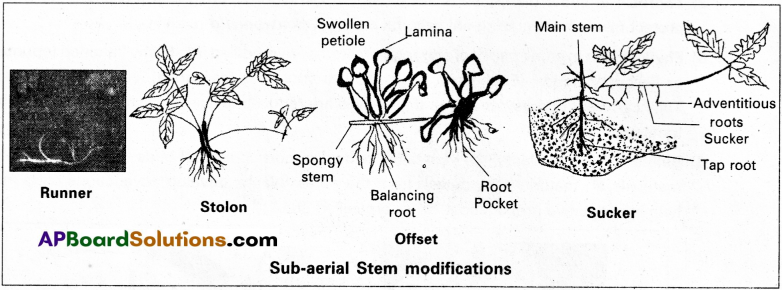 AP Inter 1st Year Botany Study Material Chapter 5 Morphology of Flowering Plants 16