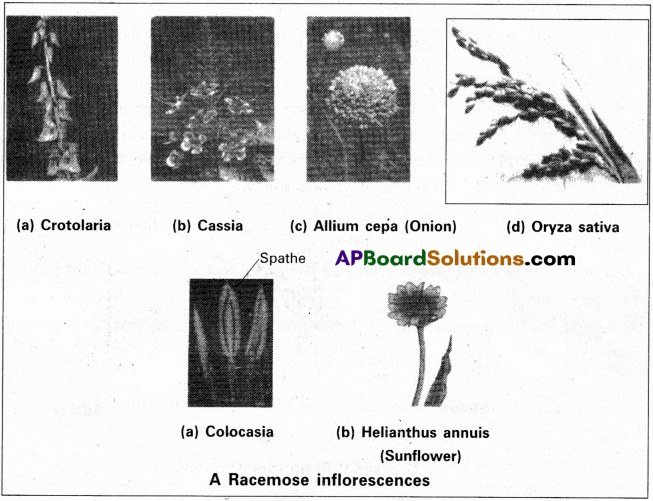 AP Inter 1st Year Botany Study Material Chapter 5 Morphology of Flowering Plants 17