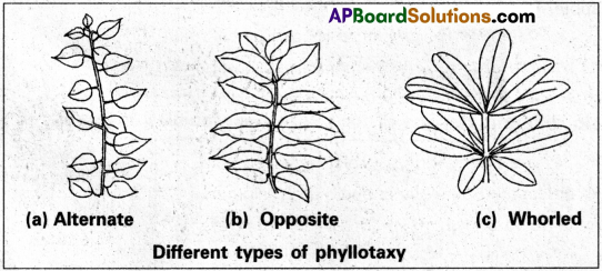 AP Inter 1st Year Botany Study Material Chapter 5 Morphology of Flowering Plants 2