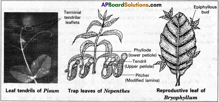 AP Inter 1st Year Botany Study Material Chapter 5 Morphology of Flowering Plants 3