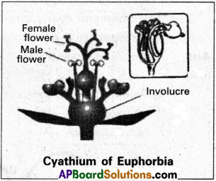 AP Inter 1st Year Botany Study Material Chapter 5 Morphology of Flowering Plants 4