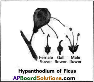 AP Inter 1st Year Botany Study Material Chapter 5 Morphology of Flowering Plants 5