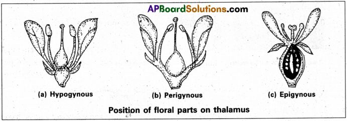 AP Inter 1st Year Botany Study Material Chapter 5 Morphology of Flowering Plants 6
