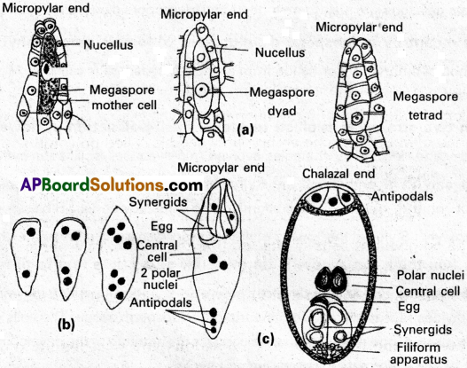 AP Inter 1st Year Botany Study Material Chapter 7 Sexual Reproduction in Flowering Plants 1