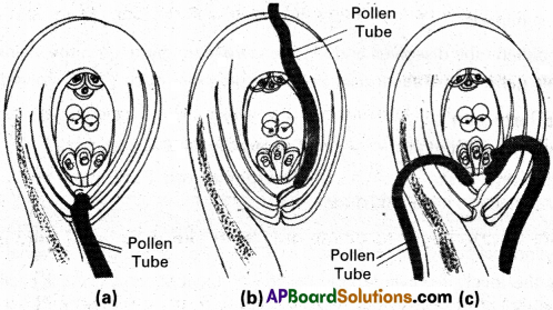 AP Inter 1st Year Botany Study Material Chapter 7 Sexual Reproduction in Flowering Plants 2