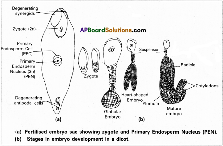 AP Inter 1st Year Botany Study Material Chapter 7 Sexual Reproduction in Flowering Plants 4