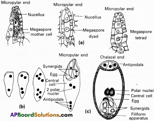 AP Inter 1st Year Botany Study Material Chapter 7 Sexual Reproduction in Flowering Plants 5