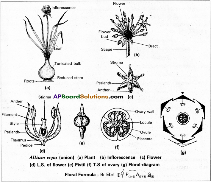 AP Inter 1st Year Botany Study Material Chapter 8 Taxonomy of Angiosperms 10