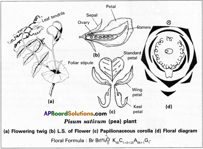 AP Inter 1st Year Botany Study Material Chapter 8 Taxonomy of Angiosperms 5