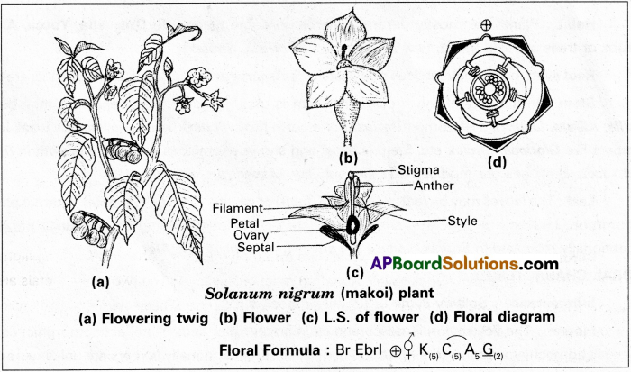 AP Inter 1st Year Botany Study Material Chapter 8 Taxonomy of Angiosperms 7