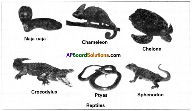 AP Inter 1st Year Zoology Study Material Chapter 4 Animal Diversity-II Phylum Chordata SAQ Q12