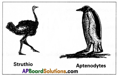 AP Inter 1st Year Zoology Study Material Chapter 4 Animal Diversity-II Phylum Chordata SAQ Q14