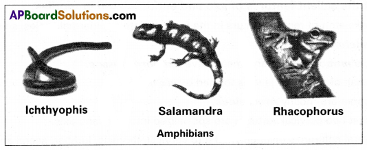AP Inter 1st Year Zoology Study Material Chapter 4 Animal Diversity-II Phylum Chordata SAQ Q8