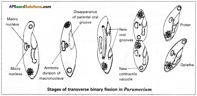 AP Inter 1st Year Zoology Study Material Chapter 5 Locomotion and Reproduction in Protozoa SAQ Q4