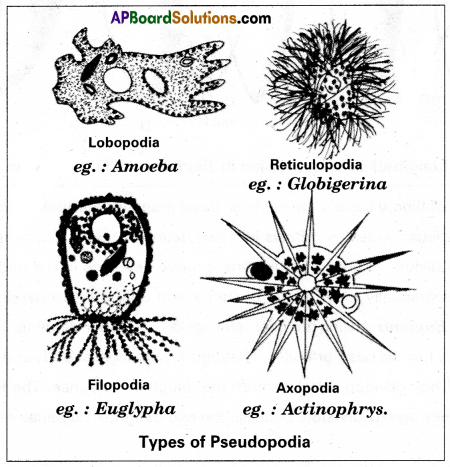 AP Inter 1st Year Zoology Study Material Chapter 5 Locomotion and Reproduction in Protozoa SAQ Q7
