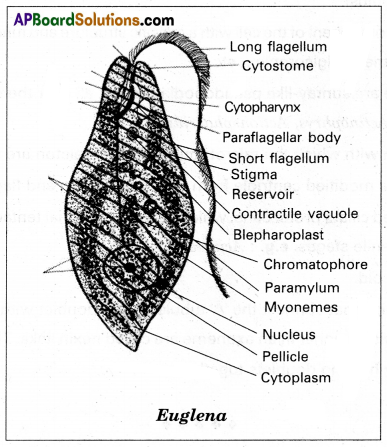 AP Inter 1st Year Zoology Study Material Chapter 5 Locomotion and Reproduction in Protozoa SAQ Q9