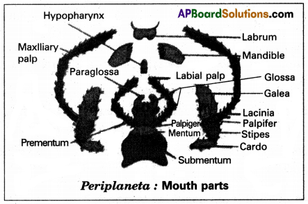 AP Inter 1st Year Zoology Study Material Chapter 7 Type Study of Periplaneta Americana (Cockroach) SAQ Q1