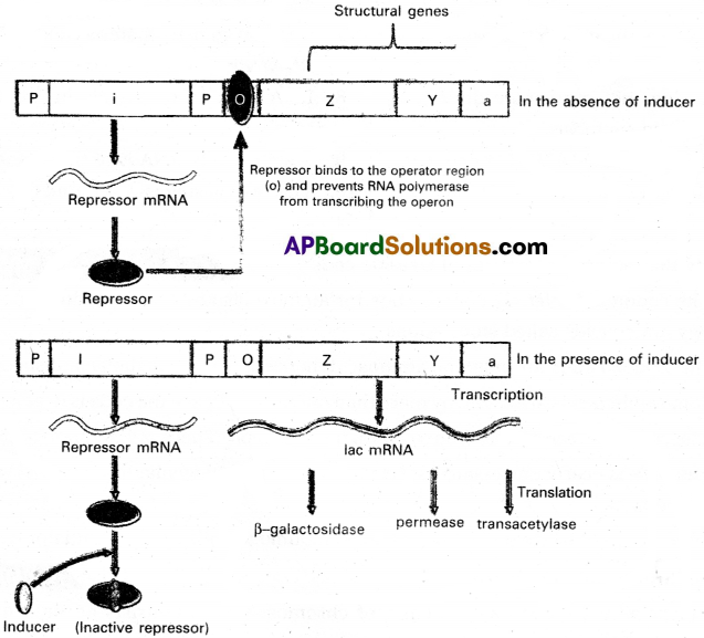 AP Inter 2nd Year Botany Study Material Chapter 10 Molecular Basis of Inheritance 2
