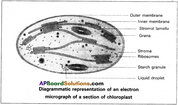 AP Inter 2nd Year Botany Study Material Chapter 4 Photosynthesis in Higher Plants 1