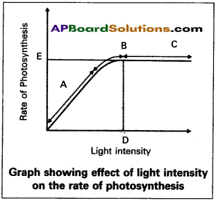 AP Inter 2nd Year Botany Study Material Chapter 4 Photosynthesis in Higher Plants 6