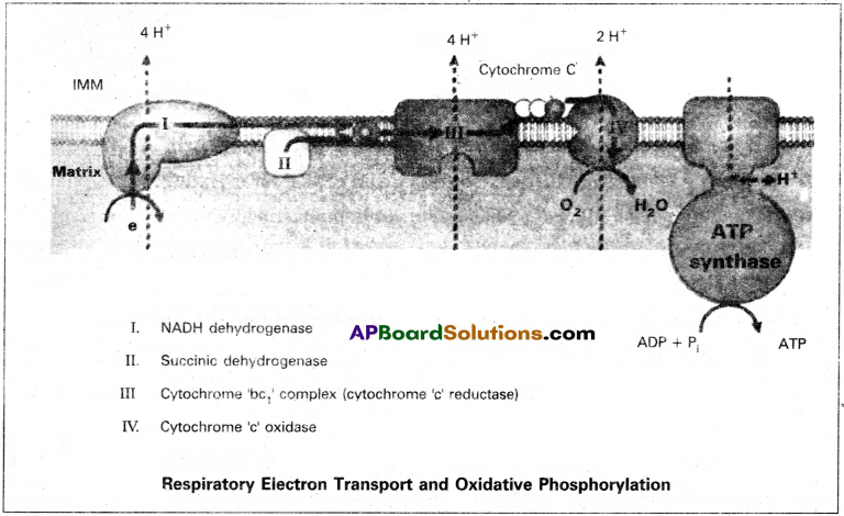 AP Inter 2nd Year Botany Study Material Chapter 5 Respiration in Plants 23